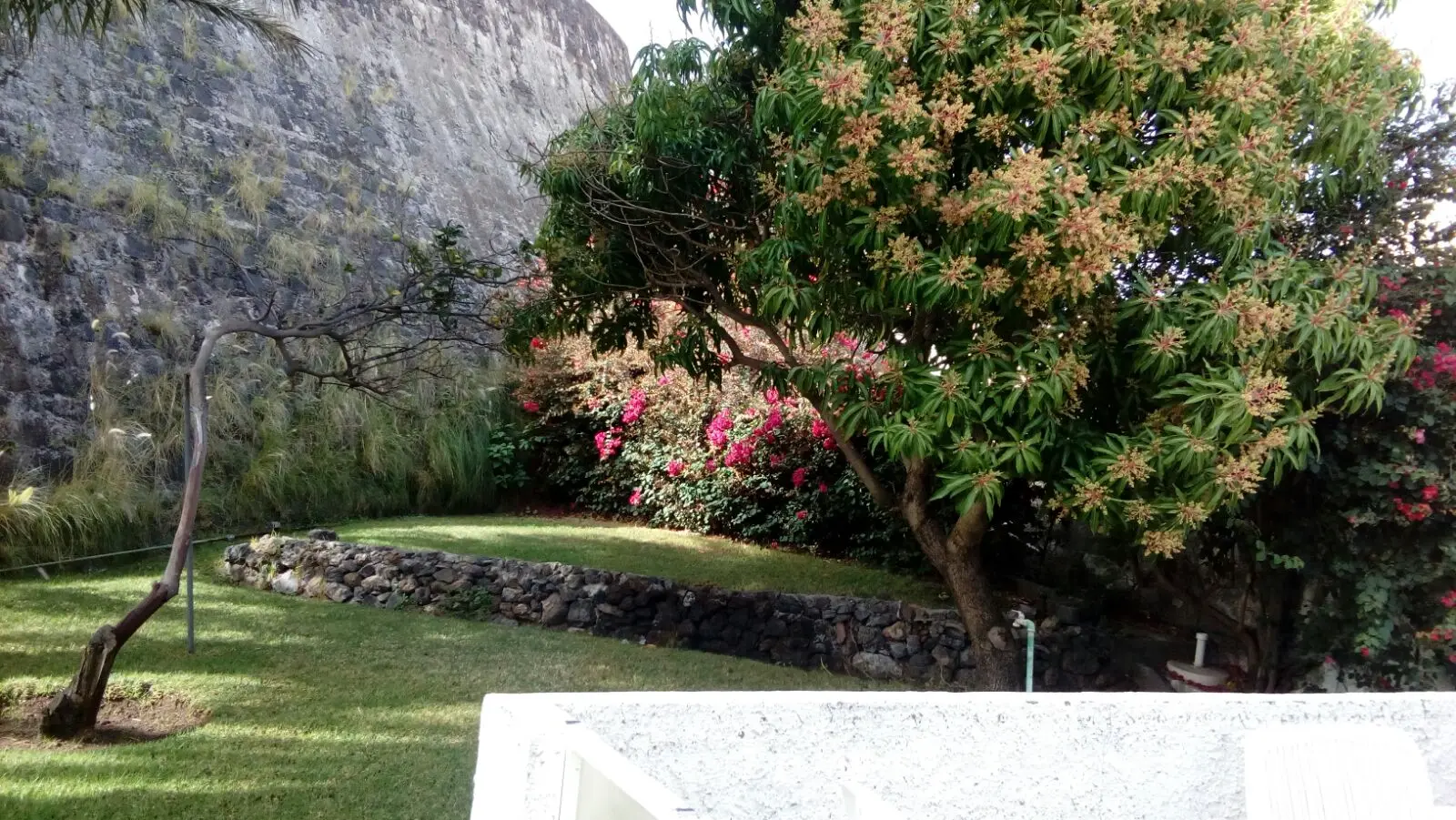 Jardín con césped, árboles frutales y buganvillas junto al muro de piedra